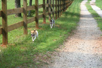 Stone's Throw Farm Dressage